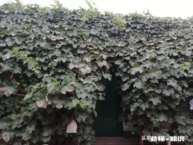 为什么我的巨峰葡萄是红粒该怎么办