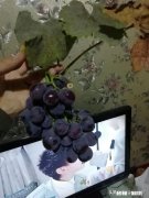为什么我的巨峰葡萄是红粒该怎么办