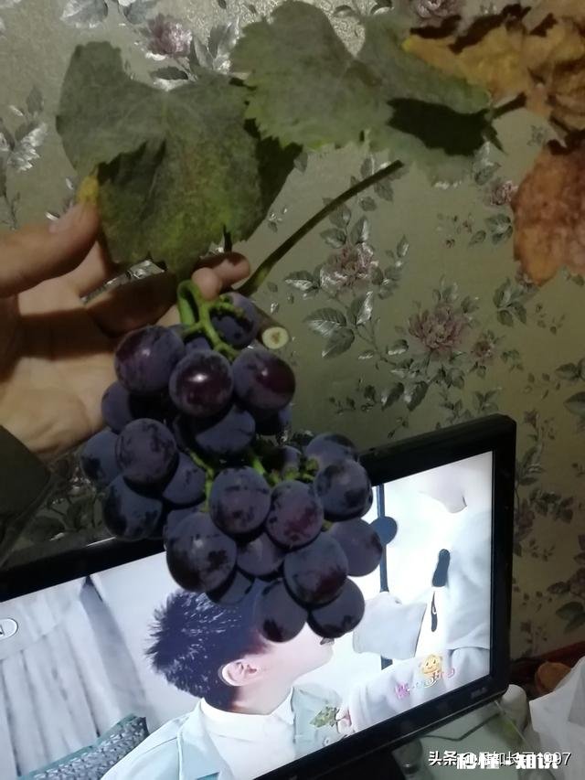 为什么我的巨峰葡萄是红粒该怎么办