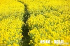 菜籽油、花生油、玉米油，哪个炒菜更好吃