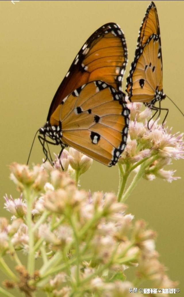 有人说，当男人再一次用心呵护老婆时，说明他开始老了，对吗