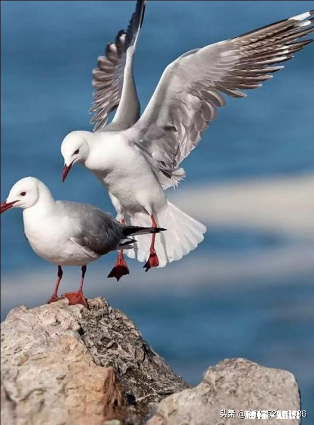 有人说，当男人再一次用心呵护老婆时，说明他开始老了，对吗