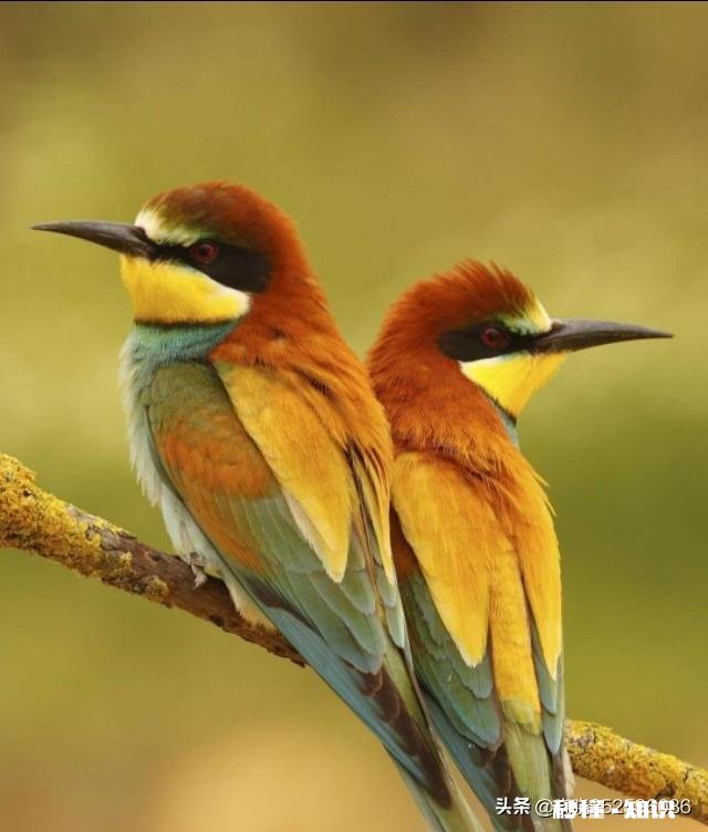 有人说，当男人再一次用心呵护老婆时，说明他开始老了，对吗