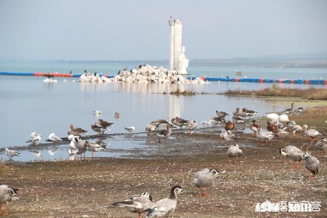 想座朋友自驾车到西藏拉萨,由银川出发,来回最短需几天