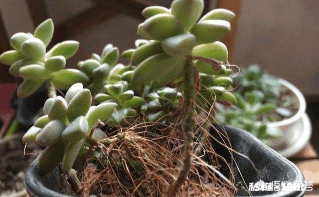 多肉夏天长气根发新枝怎么处理,要不要剪新枝