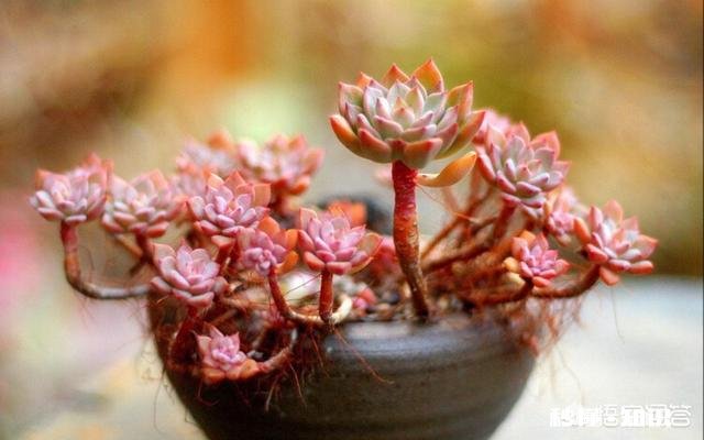 多肉夏天长气根发新枝怎么处理,要不要剪新枝