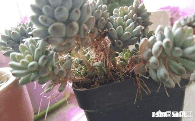 多肉夏天长气根发新枝怎么处理,要不要剪新枝