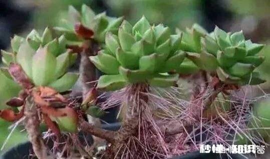 多肉夏天长气根发新枝怎么处理,要不要剪新枝