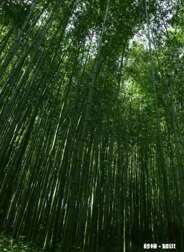 “鸡冠蛇会模仿鸡的声音呼唤小鸡,然后吃掉小鸡”,是真的吗