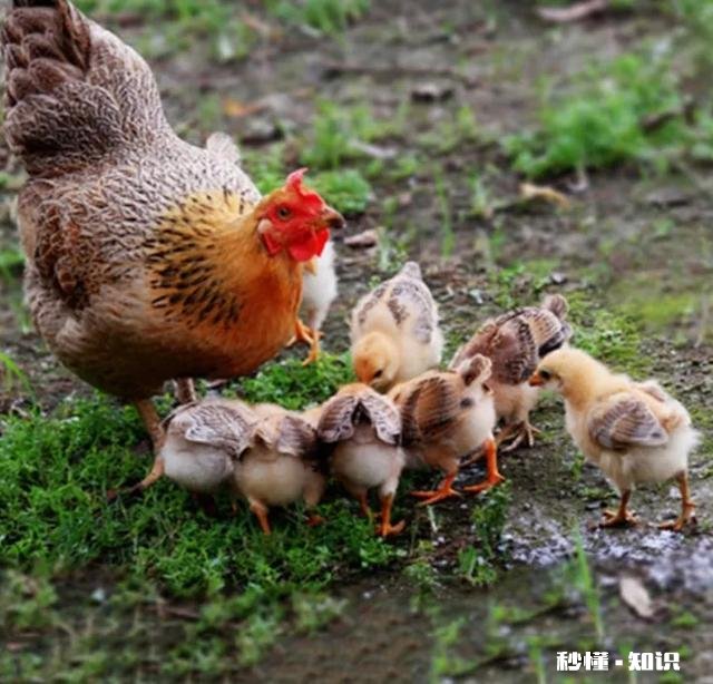 “鸡冠蛇会模仿鸡的声音呼唤小鸡,然后吃掉小鸡”,是真的吗