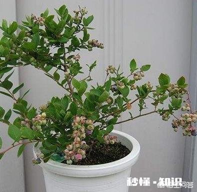 现在流行盆栽矮化果树,有哪些好的品种推荐呢