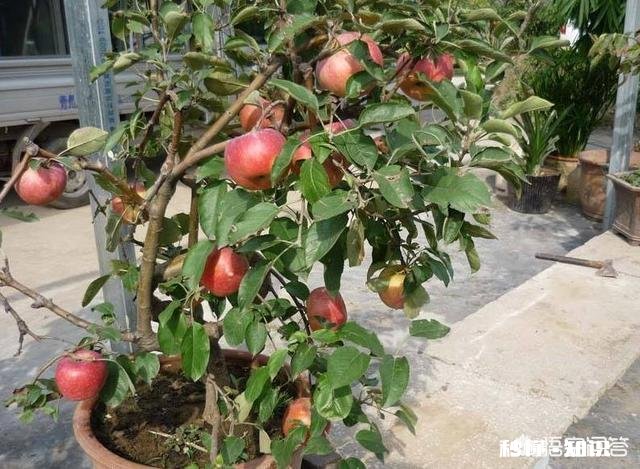 现在流行盆栽矮化果树,有哪些好的品种推荐呢