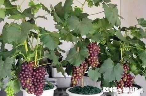 现在流行盆栽矮化果树,有哪些好的品种推荐呢