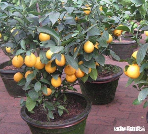 现在流行盆栽矮化果树,有哪些好的品种推荐呢