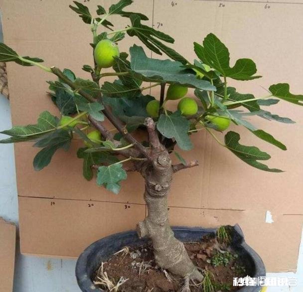 现在流行盆栽矮化果树,有哪些好的品种推荐呢