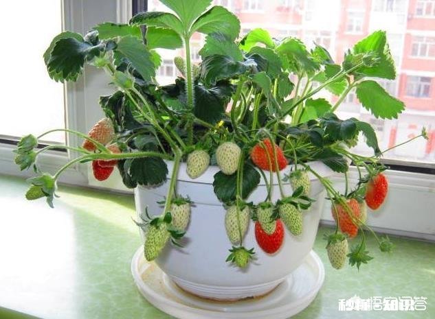 现在流行盆栽矮化果树,有哪些好的品种推荐呢