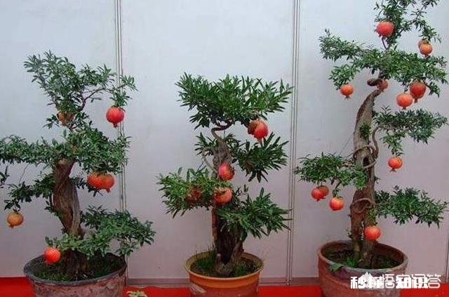 现在流行盆栽矮化果树,有哪些好的品种推荐呢