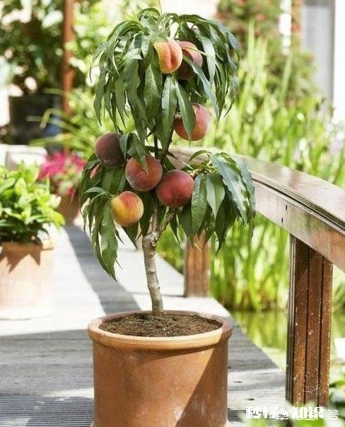 现在流行盆栽矮化果树,有哪些好的品种推荐呢