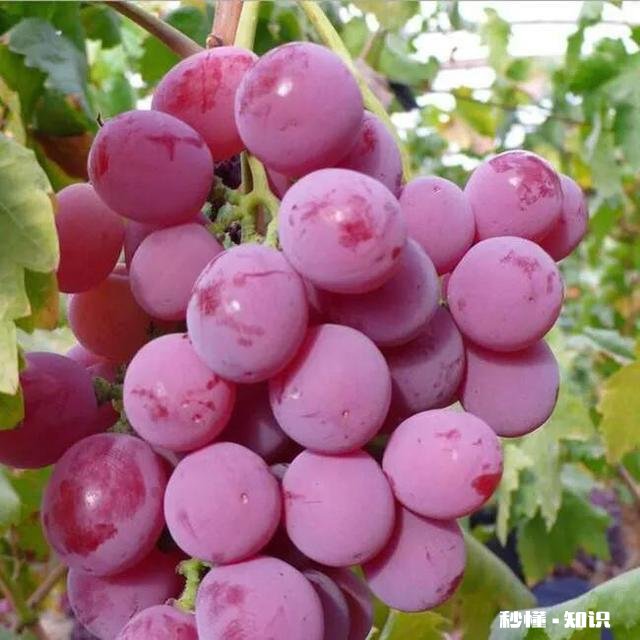 南方葡萄绿枝嫁接时间、嫁接方法以及嫁接后如何管理