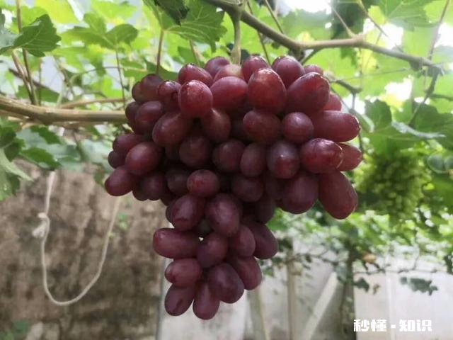 南方葡萄绿枝嫁接时间、嫁接方法以及嫁接后如何管理