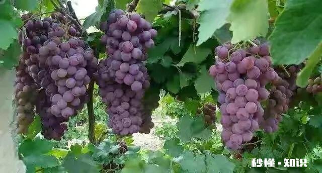 南方葡萄绿枝嫁接时间、嫁接方法以及嫁接后如何管理