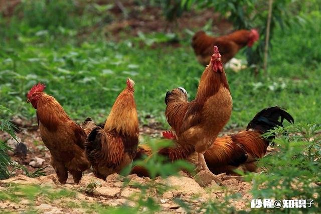 在农村搞土鸡养殖,是养母鸡好还是养公鸡好