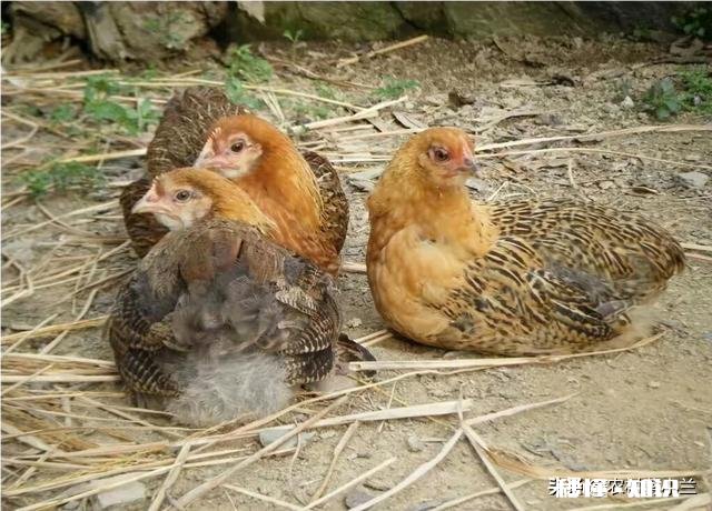 在农村搞土鸡养殖,是养母鸡好还是养公鸡好