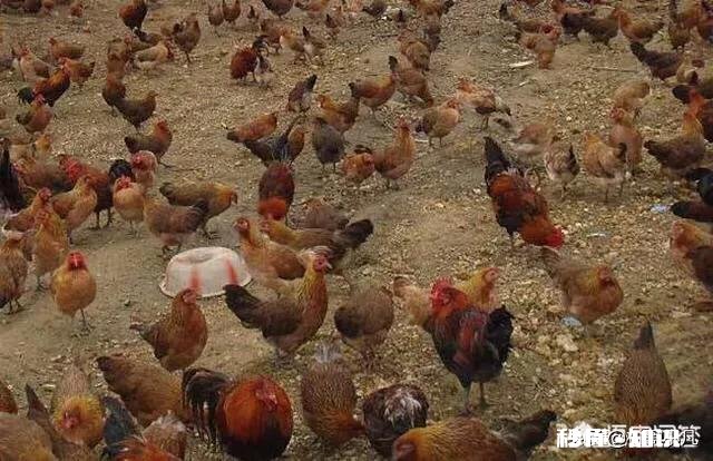 在农村搞土鸡养殖,是养母鸡好还是养公鸡好