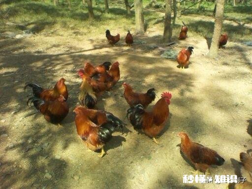 在农村搞土鸡养殖,是养母鸡好还是养公鸡好