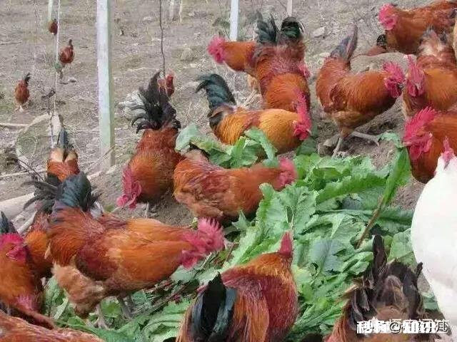 在农村搞土鸡养殖,是养母鸡好还是养公鸡好