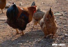 在农村搞土鸡养殖，是养母鸡好还是养公鸡好