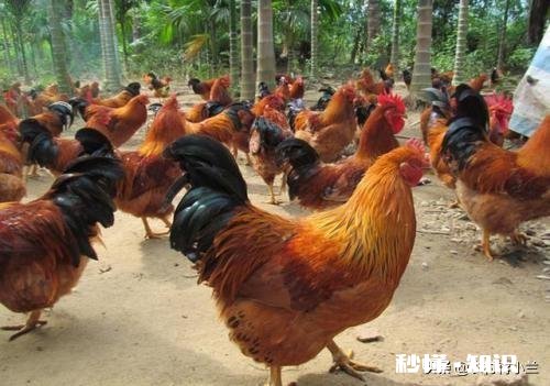 在农村搞土鸡养殖,是养母鸡好还是养公鸡好