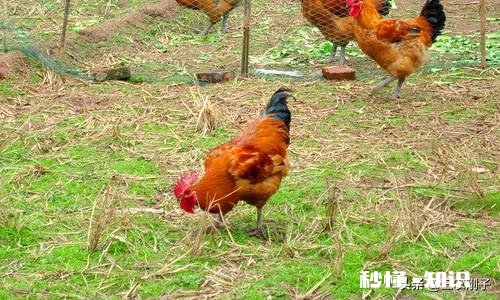 在农村搞土鸡养殖,是养母鸡好还是养公鸡好