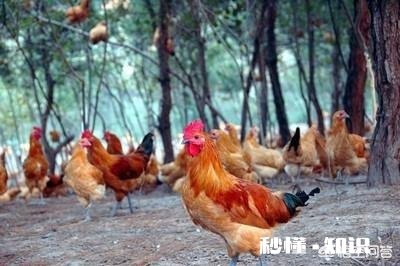 在农村搞土鸡养殖,是养母鸡好还是养公鸡好