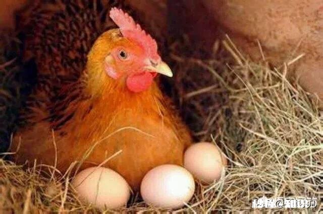 在农村搞土鸡养殖,是养母鸡好还是养公鸡好