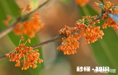 四季桂新长的枝芽要剪掉吗