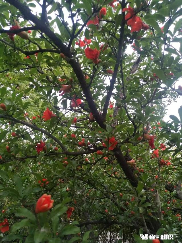 四季桂新长的枝芽要剪掉吗