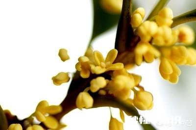 四季桂新长的枝芽要剪掉吗