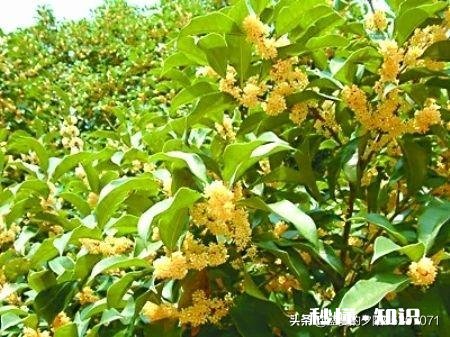 四季桂新长的枝芽要剪掉吗