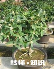 四季桂新长的枝芽要剪掉吗