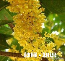 四季桂新长的枝芽要剪掉吗