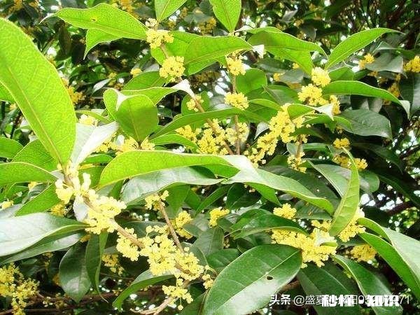 四季桂新长的枝芽要剪掉吗