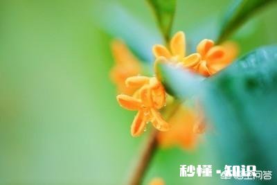 四季桂新长的枝芽要剪掉吗