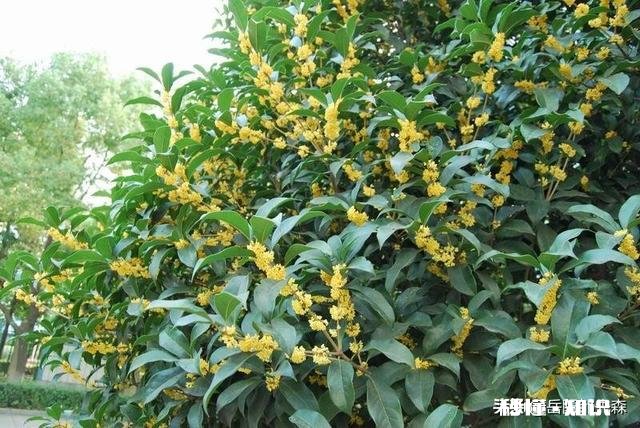 四季桂新长的枝芽要剪掉吗