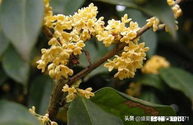 四季桂新长的枝芽要剪掉吗