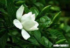 栀子花的枝条很长但是叶子很小且不开花，该怎么办