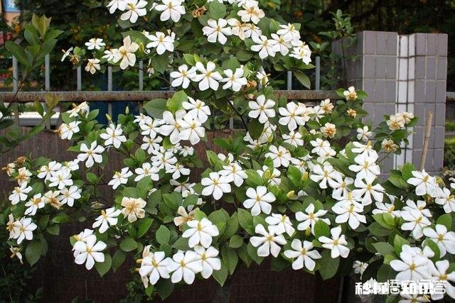 栀子花的枝条很长但是叶子很小且不开花,该怎么办
