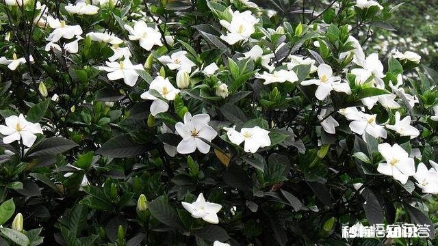 栀子花的枝条很长但是叶子很小且不开花,该怎么办