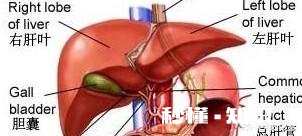 有乙肝的人在社会上好找工作吗