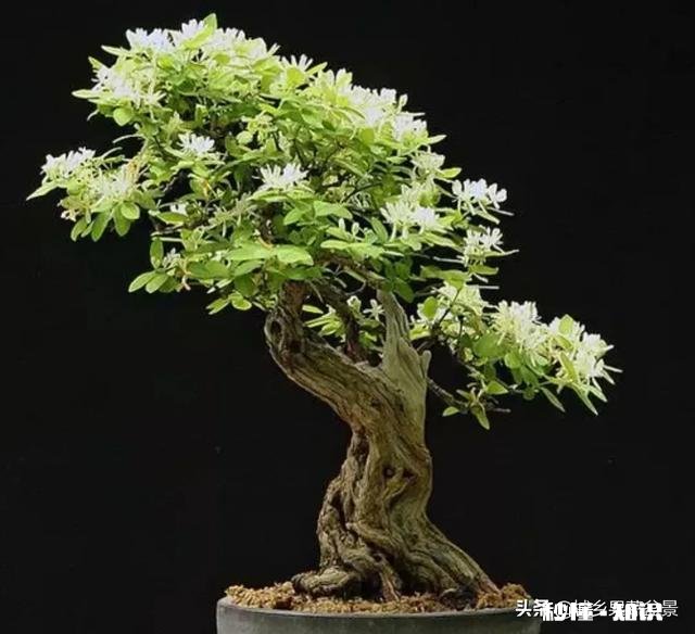 金银花老桩成活率高吗